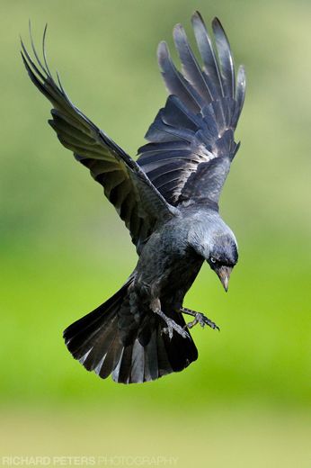 Jackdaw in Flight, by Richard Peters Jackdaw, Bird Flying, Spiritual Path, In Flight, Black Bird, Runes, Bald Eagle, Real Life, Flight