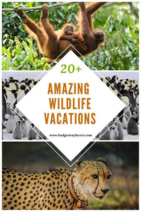 Animal Adventures, Tropical Cruise, Best Countries To Visit, Animal Encounters, Animal Experiences, Wildlife Travel, Animal Conservation, Vacation Locations, Life List