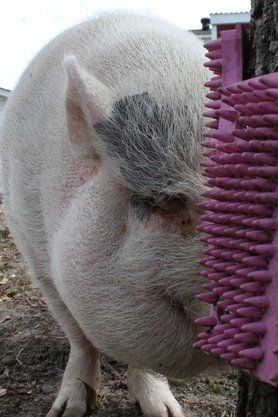 Mini Pig Enrichment- Scratch N All pads are AMAZING! They come in a 4 pack if you use the code on our website and for each discounted 4 pack purchased, 10.00 of that money goes to Mo Money For Pigs, a 501c3 charity that helps pay vet bills for pigs in emergency situations when their pig parents are unable to pay the bills themselves. Such a great woman to give MMFP a check every month! Mini Pig Enrichment Ideas, Diy Pig Toys, Pig Toys Diy Potbelly, Mini Pig Toys, Pig Pen Ideas Diy, Diy Pig Pen, Pig Enrichment Ideas, Toys For Pigs, Pig Enrichment