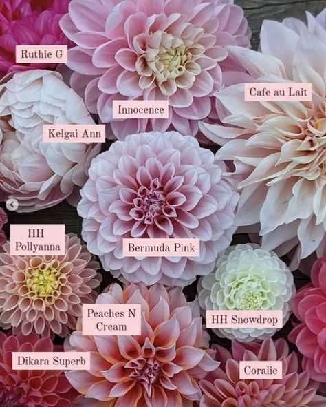 Dalia Flower, Dahlia Flower Garden, Growing Cut Flowers, Cut Flower Farm, Dahlias Garden, Cut Flower Garden, Flower Therapy, Flower Names, Dahlia Flower