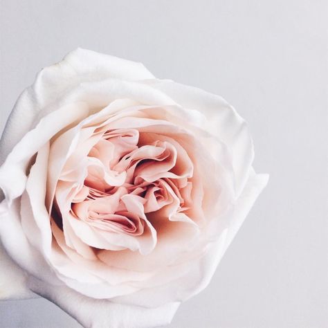 @butterflyffct: "The classic in the world of garden roses is the fragrant White O'Hara. In the list of my irremovable favorites 💕" White Ohara Rose, O Hara Rose, Short Vase, Flowers Ideas, Growing Roses, White Gardens, Garden Roses, Wedding Florals, Cut Flowers