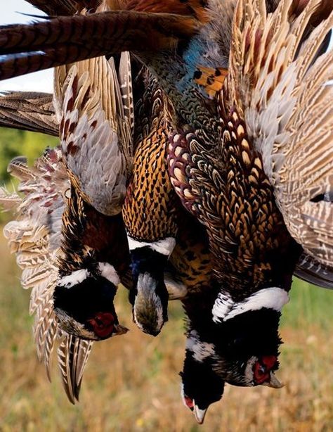 Pheasant Shooting, Upland Bird Hunting, A Well Traveled Woman, Upland Hunting, Quail Hunting, Pheasant Hunting, German Shorthair, Bird Hunting, Fox Hunting