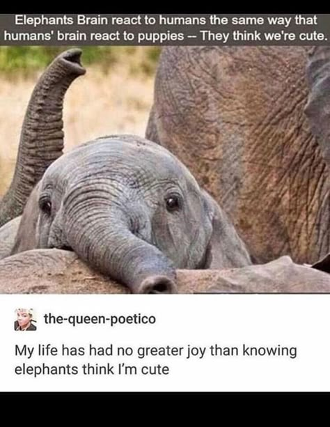 18 Animal Memes That Are 100% Funny - I Can Has Cheezburger? Elephant Brain, Baby Elephants, Elephant Love, Cute Elephant, Funny Animal Memes, An Elephant, Funny Animal Pictures, Animal Love, Baby Elephant