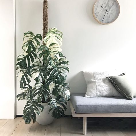 Low Light Houseplants, Monstera Borsigiana, Houseplants Low Light, Monstera Albo, What To, Chinese Money Plant, House Plants Decor, Monstera Deliciosa, House Plants Indoor