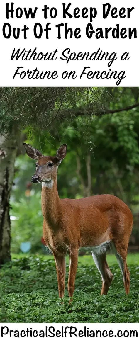 How to Keep Deer Out of Garden Vegetables: DIY Deer Fence for Garden - Struggling to keep deer out of garden? Look no further than this easy DIY deer proof garden fence. This DIY garden fence to keep deer out is simple to make and cheap, too. It's really one of the best ways to keep deer out of garden. Deerproof Garden Ideas, Deer Proof Vegetable Garden, Deer Proof Garden Fence, Keep Deer Out Of Garden, Deer Repellent, Zen Backyard, Deer Fencing, Low Maintenance Garden Design, Deer Resistant Garden