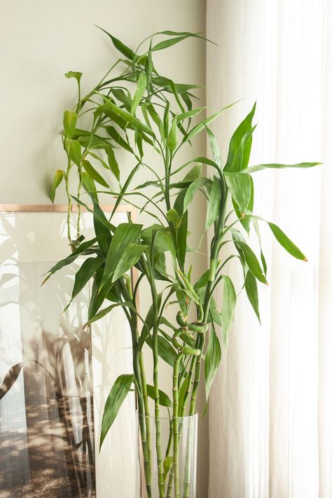 Bamboo Plant Aesthetic, Bamboo Plant Indoor Decor, Lucky Bamboo In Soil, Bamboo Indoor Plant, Lucky Bamboo Decor, Sunroom Plants, Greenhouse Vibes, Bamboo Aesthetic, Bamboo Plant Indoor