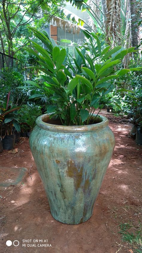 Pottery Barn Diy, Outside Planters, Florida Landscaping, Urn Planters, Garden Decor Projects, Garden Pottery, Home Garden Design, Backyard Inspiration, Outdoor Pots