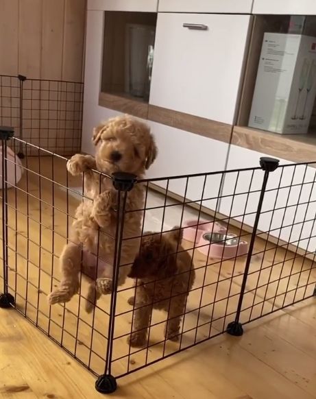 Puppy Toy Poodle, Apricot Toy Poodle Full Grown, Merle Toy Poodle, Toy Poodle Accessories, Toy Poodle Clothes, Toy Poodle Teddy Bear Cut, Brown Toy Poodle Puppy, Teacup Poodle Full Grown, Toy Poodle Full Grown