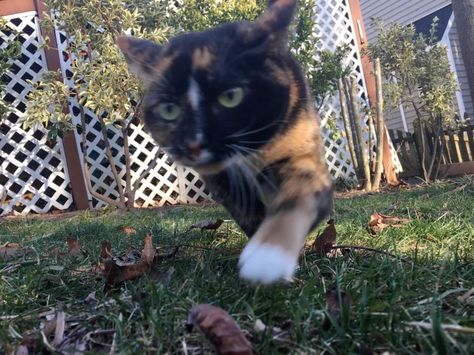 My cat running at my camera Cat Running, Cat Napping, Great Inspirational Quotes, Inspirational Sayings, Cat Names, Inspirational Videos, My Cat, Simply Beautiful, Kittens