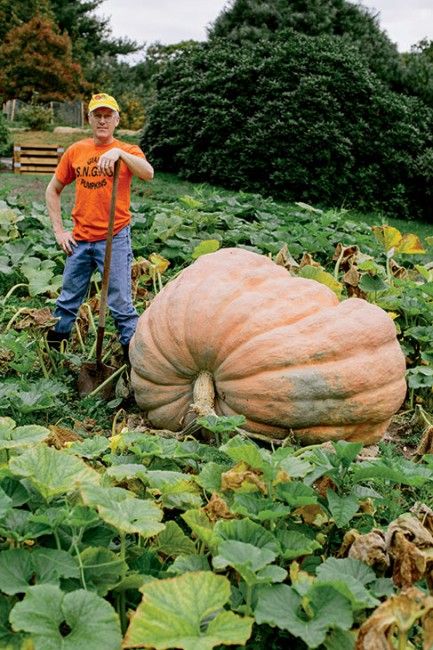 Midnight Pumpkin, Growing Squash, Giant Vegetable, Types Of Pumpkins, Big Pumpkin, Funny Vegetables, Garden Companion Planting, Planting Pumpkins, Vegetable Harvest