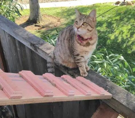 5 DIY Cat Stairs and Ramps (With Pictures) - Catster Diy Cat Stairs, Diy Cat Door, Ramps And Stairs, Cat Ramp, Cat Projects, Cat Stairs, Cat Needs, Pet Stairs, Cat Door