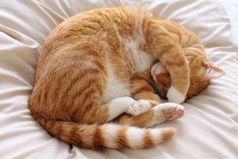 Cat Sleep, Cat Reference, Cat Pose, Airbrush Art, Sleeping Positions, Cat Facts, Cat Sleeping, Ginger Cats, Cute Cats And Kittens