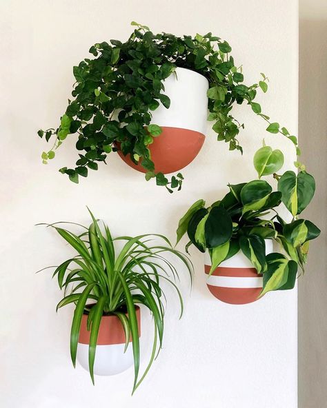 My Peaceful Moment on Instagram: “I love my half DIY wall planters 😊 I bought these in white and decided to spray paint the terracotta color on! I like how they turned out!…” Diy Wall Planter, Wall Planter, Green Wall, Diy Wall, First Home, Spray Paint, Planter Pots, Spray, In This Moment