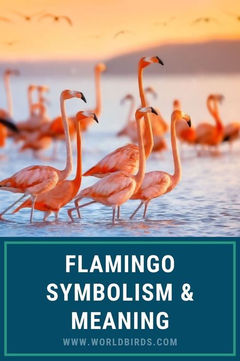 Flamingo Spirit Animal Meaning, Flamingo Symbolism, Flamingo Meaning, Flamingo Facts, Flamingo Animal, Native American Mythology, Symbolism Meaning, Spirit Animal Meaning, Totem Animals