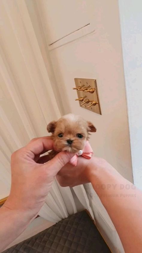 Teacup Maltipoo Puppy, Maltipoo Teacup, Teacups Puppies, Teacup Maltipoo, Teacup Poodles, Teacup Poodle Puppies, Micro Teacup Puppies, Teacup Puppy, Teacup Dog