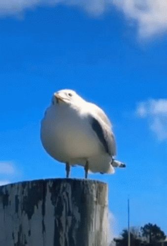 Seagulls Funny, Seagull Screaming, Julia Animal, Seagull Funny, Screaming Bird, Football 4k, Goofy Animals, Scream Meme, Hockey Memes