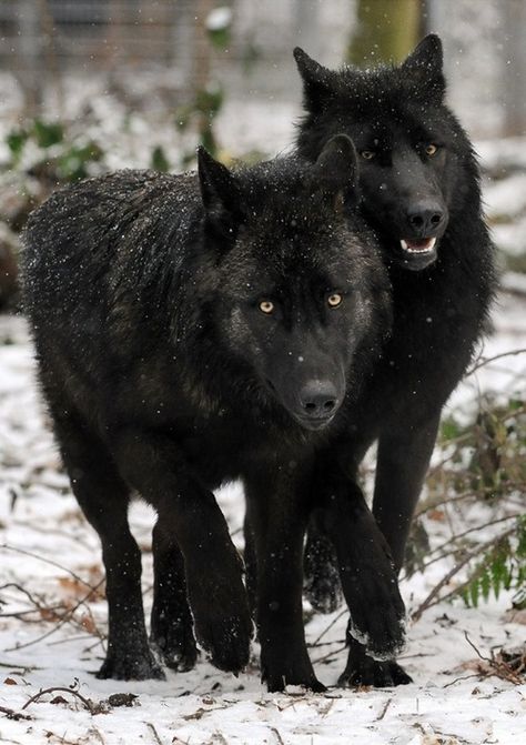 Eastern wolves (Canis lupus lycaon) by M. Schonberg Werewolf Concept, Wolf Therian, Wolf Boy, Baby Wolves, Dragon Oc, Wolf Hybrid, Photo Animaliere, Wolf Stuff, Alpha Wolf