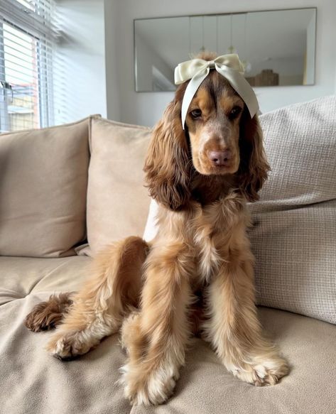 Cute Cocker Spaniel Puppies, Cocker Spaniel Grown Up, Red Cocker Spaniel, Cutee Animals, Cocker Spaniel Puppies, Followers On Instagram, Cute Animals Puppies, Very Cute Dogs, Lucky Dog