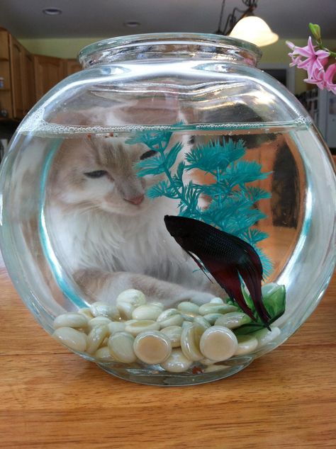 Soon... Views Video, Inspirational Articles, Great Inspirational Quotes, Beautiful Views Video, Inspirational Sayings, Cat Boarding, Animal Sketches, Inspirational Videos, Betta Fish