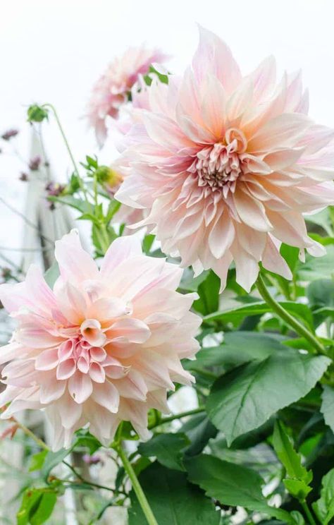 Café au Lait is known as the “Queen of Dahlias”. It’s hard to deny how gorgeous this flower is! The Café au Lait dahlia is a popular variety of large dinner plate dahlia with creamy pink petals. Café au Lait dahlia flowers generally have a bloom size of 8-10″ wide. The creamy petals often have hints of soft pink and coffee-like beige. These warm region perennials typically bloom from midsummer through to the first frost on large plants that grow up to about 4′ high and 2′ across in the garden. Dahlia Garden, Country Flowers, Types Of Orchids, Dahlias Garden, Cactus Types, The Dazzling, Flower Farmer, Anemone Flower, Cut Flower Garden