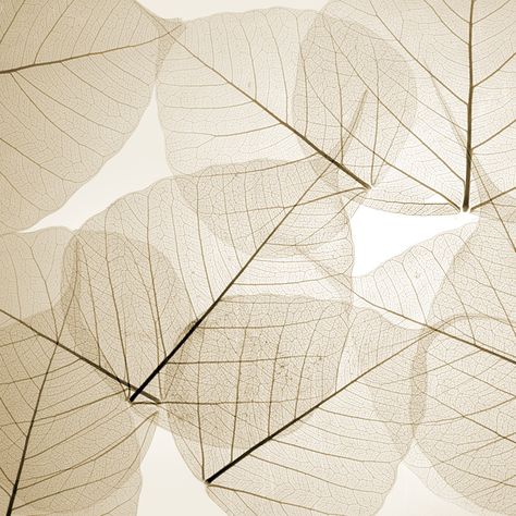 Transparent Leaves, Natural Interiors, Leaf Skeleton, Tropical Decor, Shades Of White, Corporate Design, Texture Design, Textures Patterns, Color Patterns