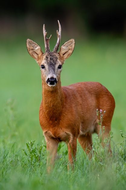 Premium Photo | Roe Deer, Capreolus capreolus, buck with big antlers Deer With Antlers, Big Deer, Deer Illustration, Deer Fawn, Roe Deer, Monster Design, Deer Antlers, Nature Travel, Wildlife Photography