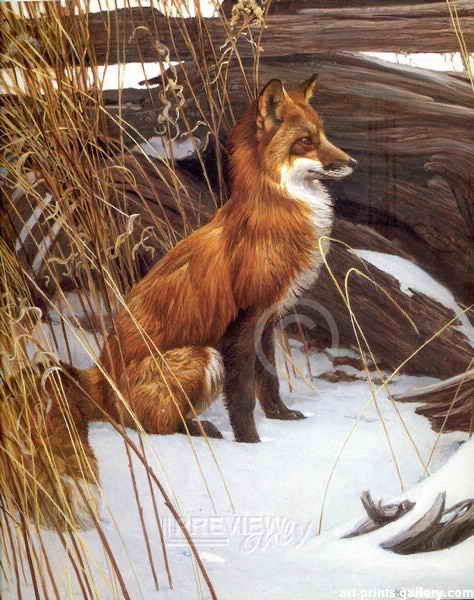 Robert Bateman Robert Bateman, Fox Sitting, Art Fox, Wildlife Paintings, Wildlife Artists, Images Vintage, Fox Art, Canadian Art, Art Et Illustration