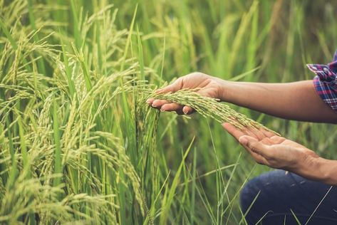 The farmer holds rice in hand. | Free Photo #Freepik #freephoto #rice-paddy #rice-farm #rice-field #paddy-field Rice Crop, Banaue, Healthy And Unhealthy Food, Crop Protection, Crop Production, Rice Varieties, Agricultural Science, Crop Rotation, Sustainable Agriculture