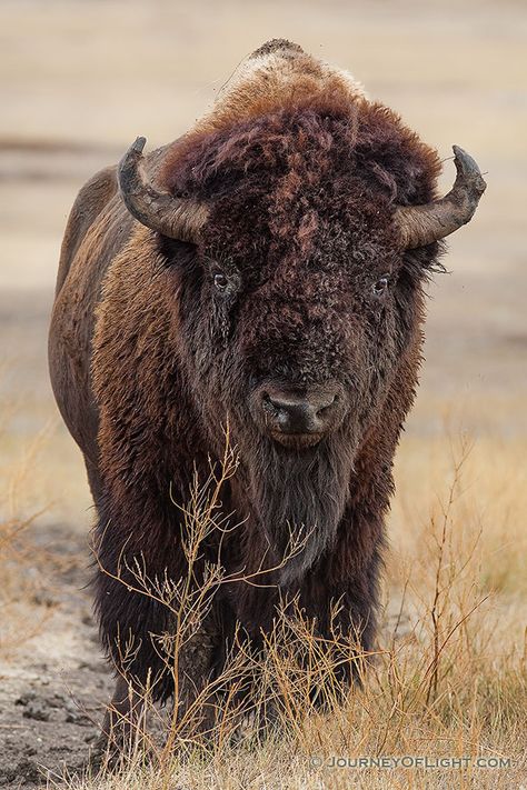 A buffalo slowly meanders across the prairie at Badlands National Park in South Dakota. - Photograph, Image, Picture Bison Pictures, Buffalo Pictures, Bison Photography, Bison Photo, Regard Animal, Buffalo Animal, Bison Art, Buffalo Art, Wild Animals Photography