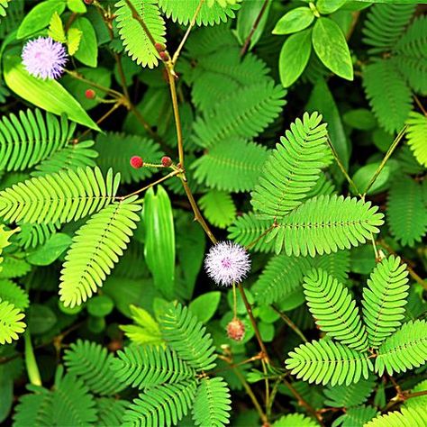 mimosa pudica Ambulance Video, Touch Me Not Plant, Mimosa Plant, Facilitated Diffusion, Sleeping Posture, Medicinal Wild Plants, Moving Plants, Mimosa Pudica, Green Journal