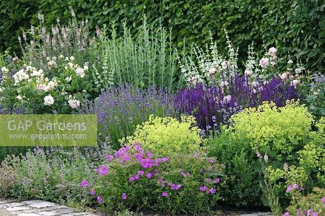 Salvia behind lady's mantle, nepeta, roses, lavender Summer Border, Geranium Rozanne, Cottage Garden Design, Purple Garden, Garden Shrubs, Plant Photography, Have Inspiration, Mediterranean Garden, Garden Borders