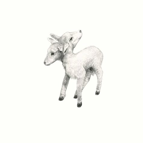 2 Headed Animal Drawing, Realistic Lamb Tattoo, Two Headed Lamb Drawing, Two Headed Sheep Tattoo, 2 Headed Lamb Tattoo, Double Headed Animal Tattoo, Two Headed Bunny Tattoo, Two Headed Goat Tattoo, Two Headed Sheep