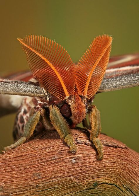 Macro Fotografie, Atlas Moth, Cool Insects, Moth Caterpillar, Cool Bugs, A Bug's Life, Beautiful Bugs, Creepy Crawlies, Arthropods