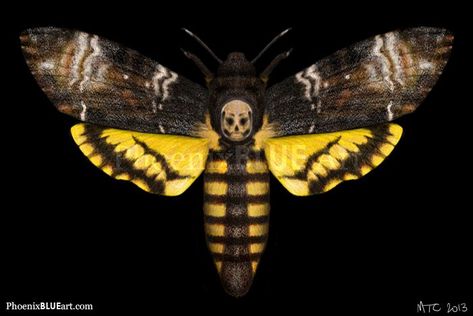 Atropos Tattoo, Art Insects, Types Of Moths, Deaths Head Moth, Moth Wings, Moth Art, Upper Arm Tattoos, Hawk Moth, Moth Tattoo