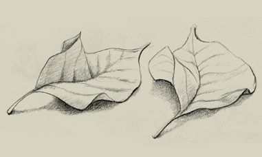 Pencil sketch of leaves Leaves Reference, Flower Sketch Pencil, Portfolio Drawings, Leaves Drawing, Beautiful Pencil Drawings, Leaves Sketch, Gum Leaves, Nature Sketch, Draw Anime