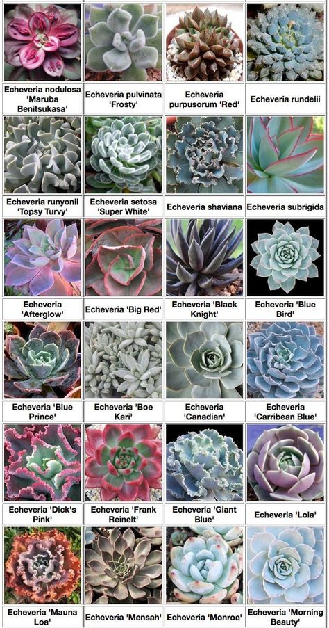 Kinds Of Succulents, Easy Garden Projects, Aesthetic Crazy, Plant Decoration Ideas, Suculent Plants, Different Types Of Succulents, Succulent Names, Types Of Succulents Plants, Decorations Items