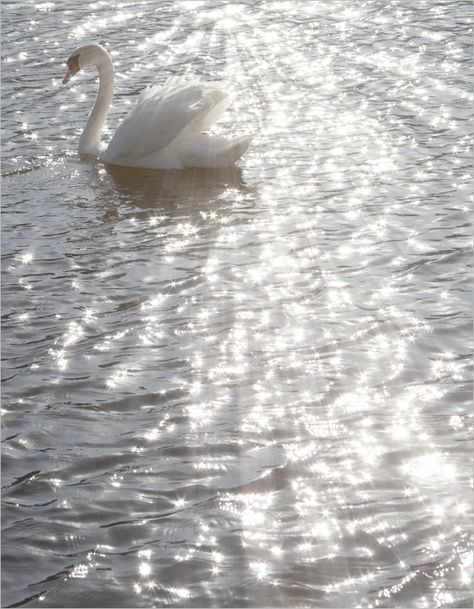 A swan glides across silver waters. #swan #water #silver #TiffanyPinterest Silver Water, Angel Aesthetic, Gray Aesthetic, White Swan, Card Collection, Photo Wall Collage, Black And White Aesthetic, Swan Lake, Aesthetic Colors