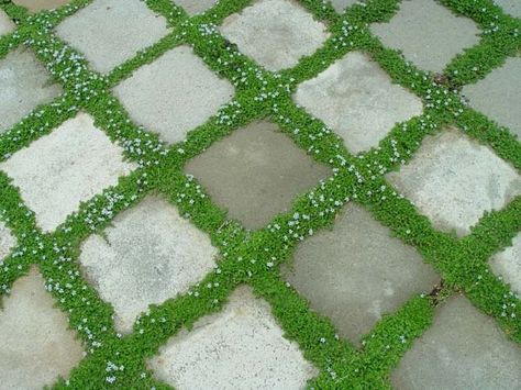 irish moss and pavers | Irish moss growing between pavers | Garden Grove Stone Walkways, Patio Pavers, Tiered Garden, Ground Cover Plants, Yard Design, Garden Club, Paver Patio, Outdoor Patio Decor, Décor Diy