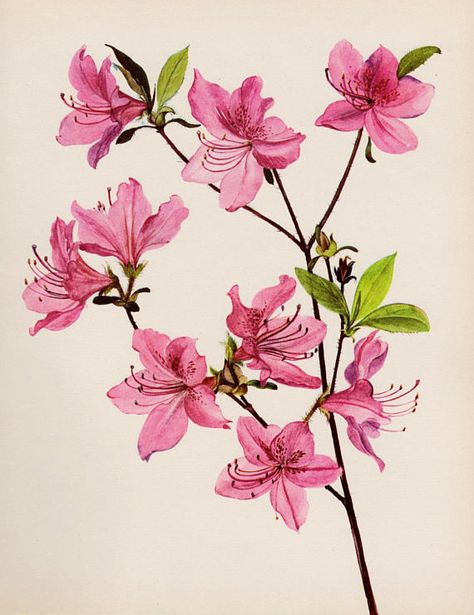 Vintage Pink Flower Decor Pink Azalea Botanical Print Pink Pink Flower Decor, Flower Gallery Wall, Rhododendron Plant, Pink Gallery Wall, Flor Tattoo, Botanical Gallery Wall, Flower Gallery, Azalea Flower, Vintage Flower Prints