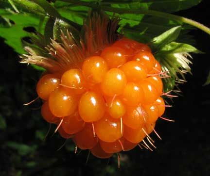 Rubus spectabilis or salmon berry