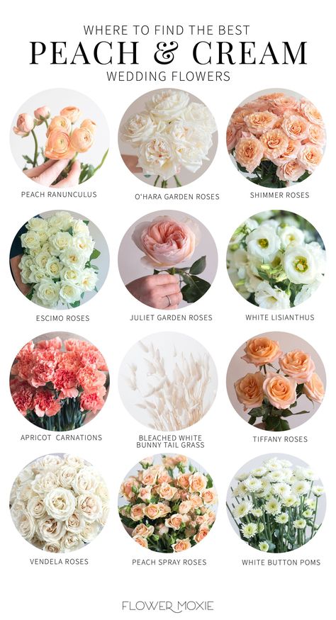 Peach And Cream Wedding, Wedding Flower Types, Cream Wedding Flowers, Flower Moxie, Peach Wedding Flowers, Peach And Cream, Wedding Flower Packages, Bridal Bouquet Flowers, Flower Guide