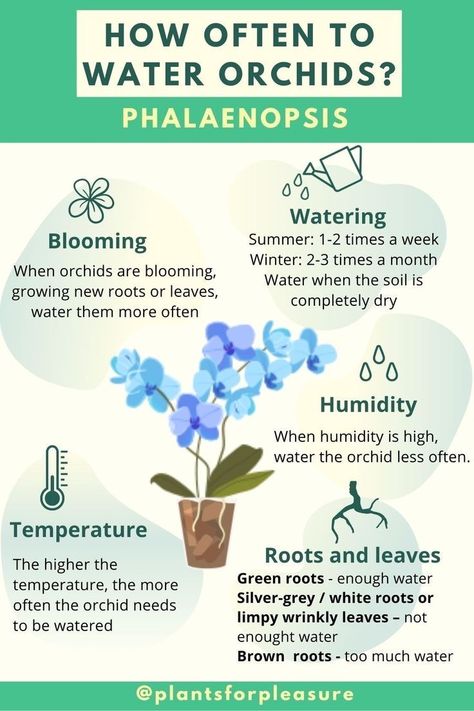 Watering Orchids Tips, How To Care For An Orchid, Mini Orchid Care, How To Take Care Of Orchids, How To Grow Orchids Indoors, How To Water Orchids Correctly, How To Grow Orchids In Water, How To Take Care Of Orchids Plants, Orchid Care For Beginners