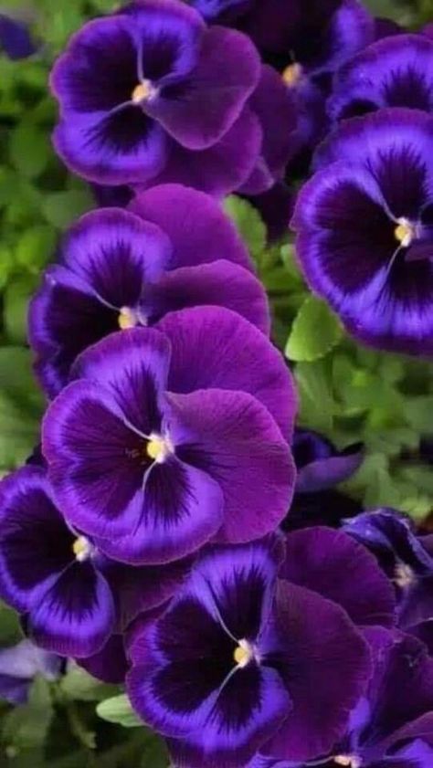 Purple Flower Tattoos, Purple Roses Wallpaper, Purple Flower Arrangements, Purple Flower Bouquet, Purple Flowers Garden, Purple Pansies, Purple Flowers Wallpaper, نباتات منزلية, Purple Pansy