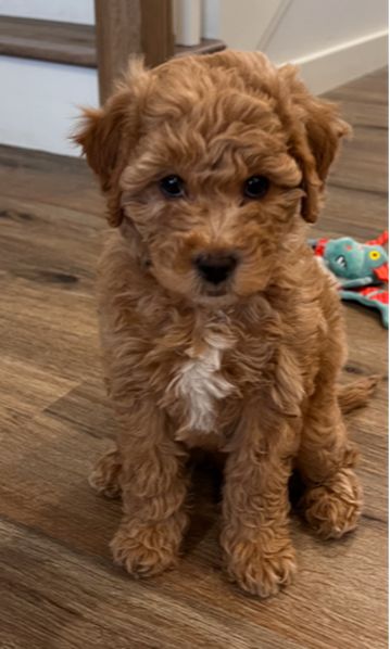 Full Grown Mini Goldendoodle, Labradoodle Full Grown, Goldendoodle Full Grown, Teacup Goldendoodle, Toy Goldendoodle, Teddy Bear Poodle, Maltipoo Dog, Mini Goldendoodle Puppies, Dog Mommy