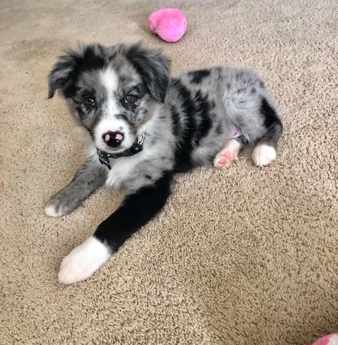 Border Collie Mixed With Australian Shepherd, Lab Aussie Mix Dog, Mini Australian Shepherd Blue Merle, Blue Merle Border Collie Puppy, Blue Merle Australian Shepherd Puppy, Merle Dogs, Cute Dog Mixes, Blue Merle Australian Shepherd, Mini Australian Shepherd