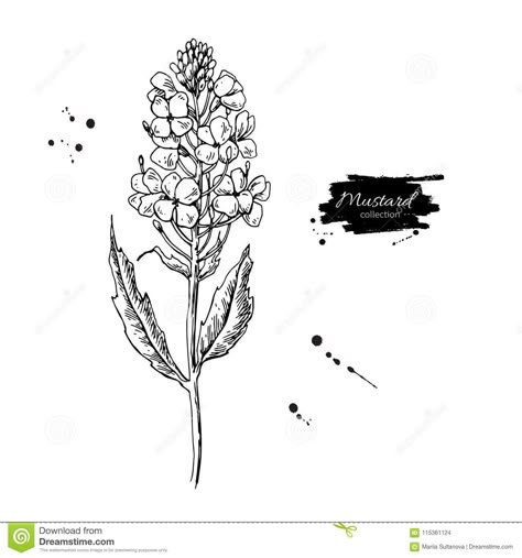 Mustard Plant Branch Vector Drawing. Botanical Flower Illustrati Stock Vector - Illustration of flora, botanical: 115361124 Mustard Plant Art, Mustard Flower Drawing, Mustard Seed Flower Drawing, Mustard Seed Plant Drawing, Mustard Seed Plant Tattoo, Mustard Seed Drawing, Mustard Seed Flower Tattoo, Mustard Plant Tattoo, Mustard Flower Tattoo