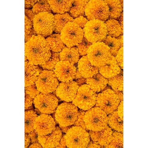 Ebern Designs Gastria Marigold Flowers Garland Background by Mazzzur | Wayfair Flowers Garland, Driftwood Frame, Flower Background Design, Marigold Flowers, Beach Grass, Marigold Flower, Chrysanthemum Flower, Flower Background, Flower Canvas