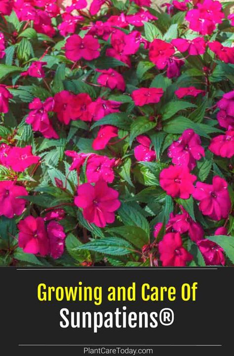 Sun Impatiens Flowers, Sun Impatients Flowers, Sun Patients Container, Sunpatiens Container Ideas, Sun Patients Flowers, Sunpatiens Landscapes, Impatients Flowers Pots, Sunpatiens Container, Sunpatiens Flowers