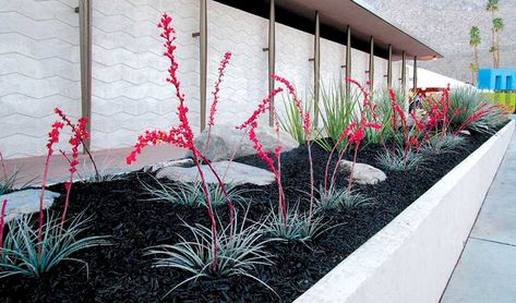 Four Local Landscapers Tell Us Their Favorite Flora - Phoenix Home & Garden Phoenix Backyard, Red Yucca, Landscaping Around Pool, Valley Landscape, Arizona Landscape, Backyard Plants, Phoenix Homes, Green Colour Palette, Colorful Plants