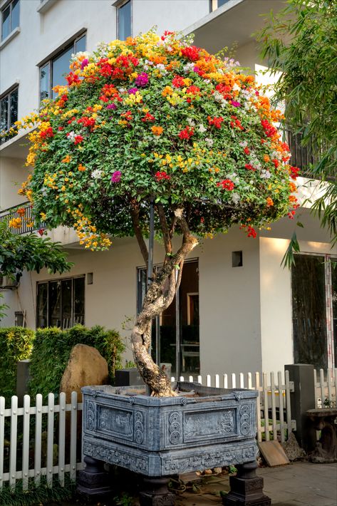 Multicolor Bougainvillea Tree in front of a Building in City Bougainvillea Planting Ideas, Bougainvillea Tree, Cheap Fence, Funny Nerd, Greenhouse Plants, Contemporary Garden, Decor Trends, Bougainvillea, Flowering Trees